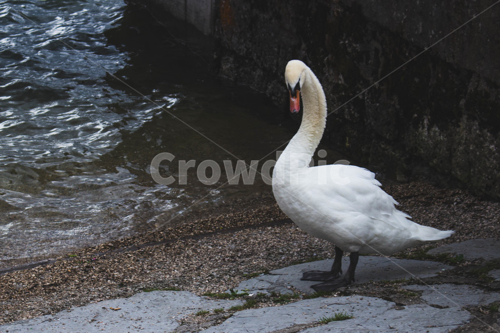 동물,새,백조,swan,bird,animal,풍경,landscape,동물,animal,조류,새,birds