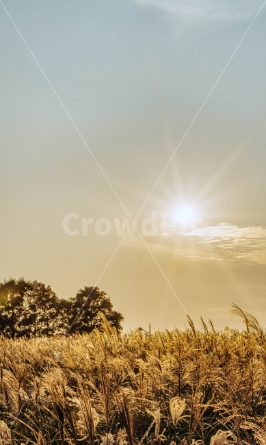 갈대,자연,가을,풍경,하늘,하늘공원,갈대숲,억새,자연,풍경,nature,landscape,가을,계절,fall,autumn,season,감성,sensible,feeling,flare,플레어,light,빛