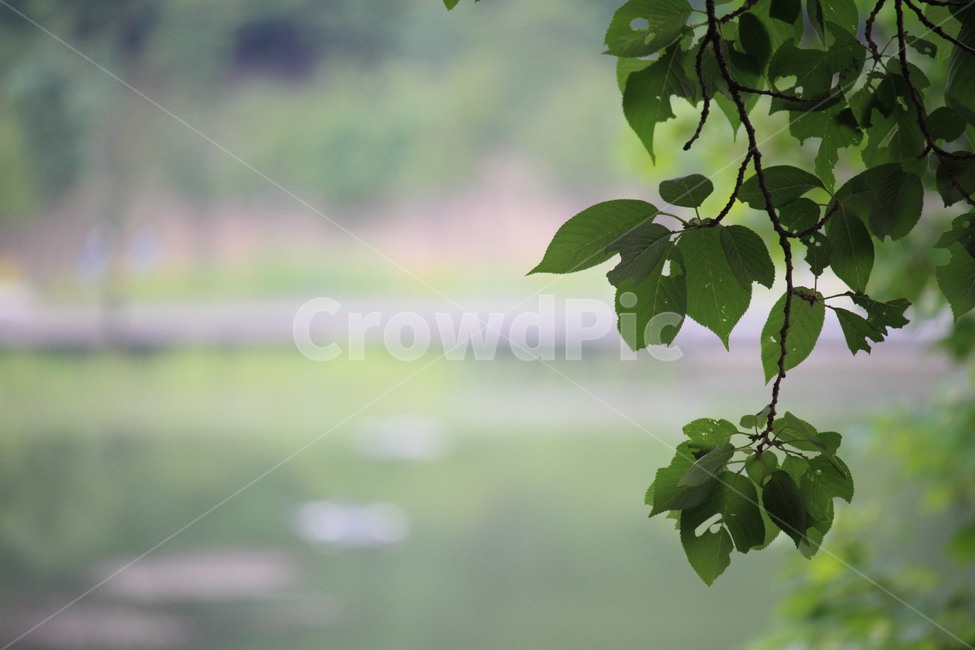 휴일,공원,휴식,나무,북서울꿈의숲,나뭇잎,초록,식물,자연,plants,nature