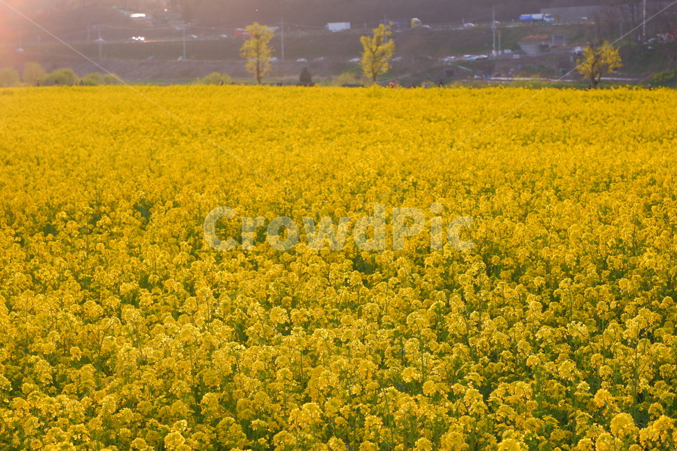 유채,유채꽃,봄,spring,풍경,아름다움,배경,배경화면,바탕,바탕화면,아늑,편안,꽃,flower