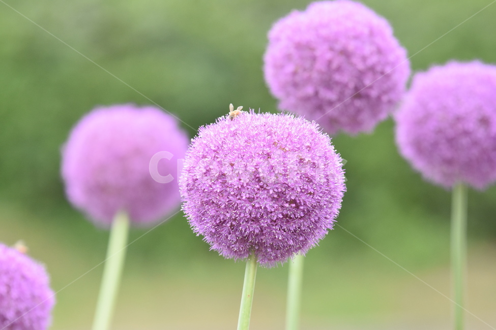 식물,꽃,알리움,벌,곤충,보라,보라꽃,보라색,purple,flower,식물,자연,plants,nature,꽃,flower,동물,animal,곤충,벌레,insect,bug