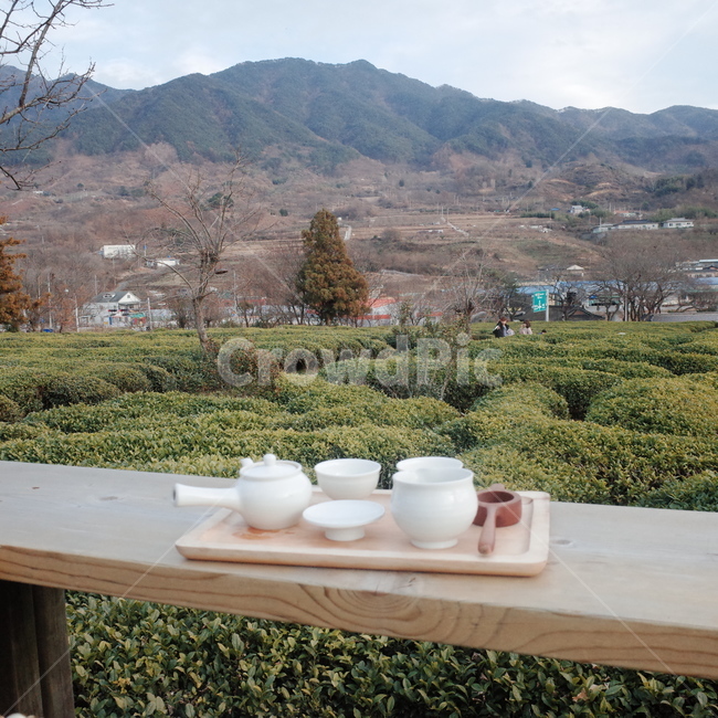다도,녹차밭,매암제다원,홍차,greentea,tea,blacktea,하동,나들이