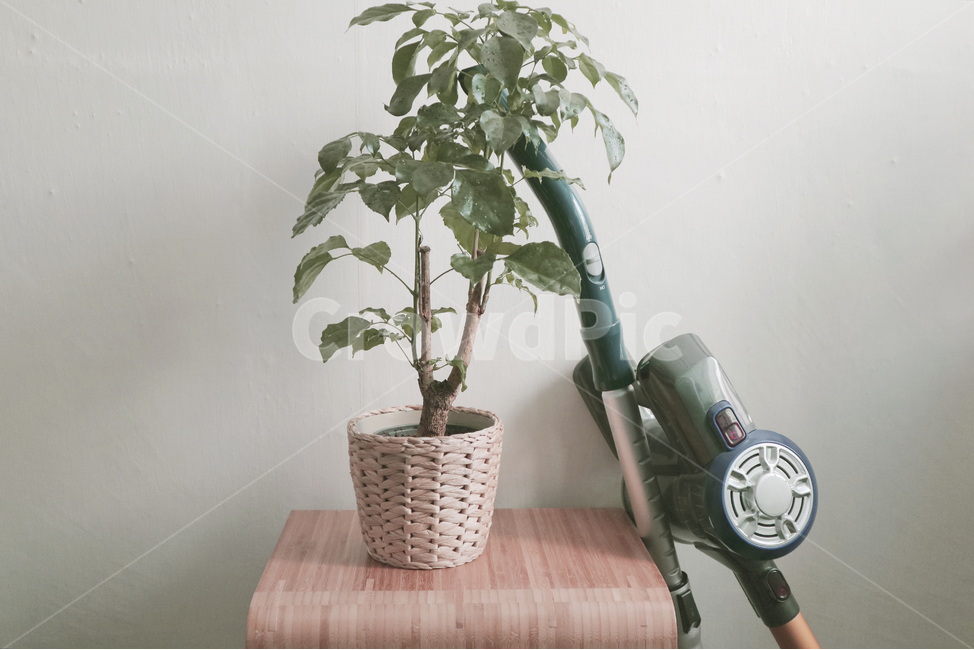 실내장식,인테리어,청소기,식물,화분,데코,실내용화초,화분,화초,house plant