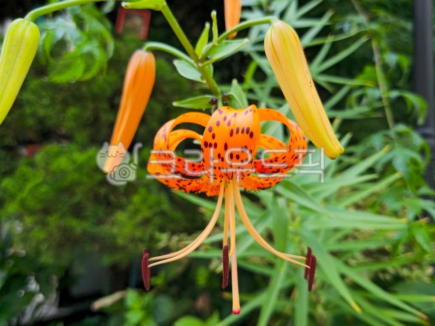 참나리,주아,주황색,참나리꽃,참나리열매,열매주아