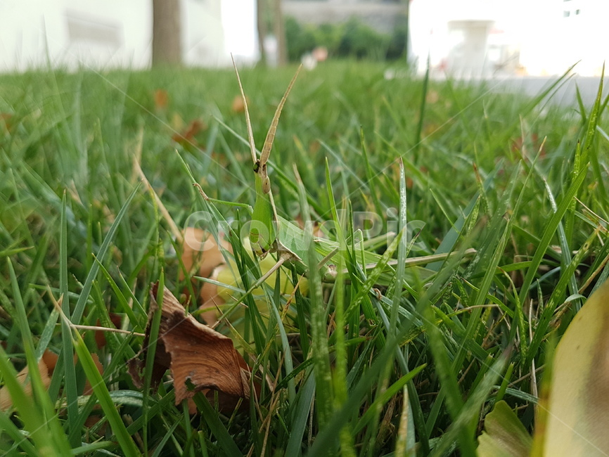 잔디,곤충,방아깨비,위장,숨바꼭질,동물,animal,곤충,벌레,insect,bug