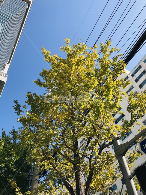 나무,하늘,전기선,건물,단풍,전신주,전기줄,식물,자연,plants,nature,나무,trees,wood