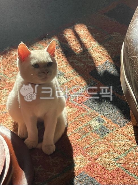 Pets,cat cafe,catcafe,cat,animal,pet