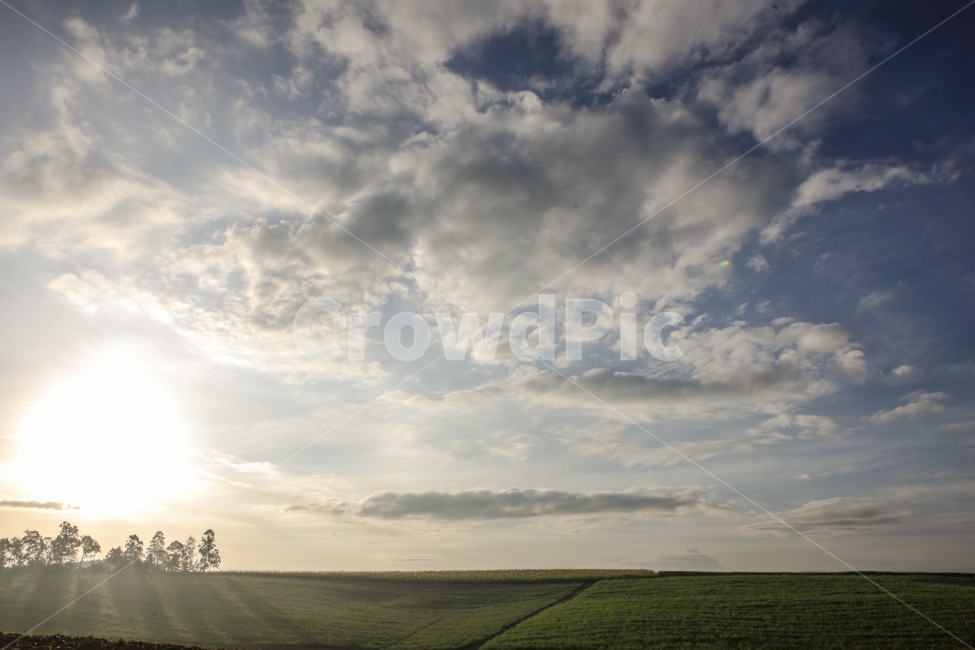 아프리카,우간다,여행,녹차,차밭,풍경,africa,자연,풍경,nature,landscape,해외,외국,세계,foreign,oversea,world,세계자연풍경,해외자연풍경,외국자연풍경,world nature landscape,outdoors,옥외,light,빛,flare,플레어