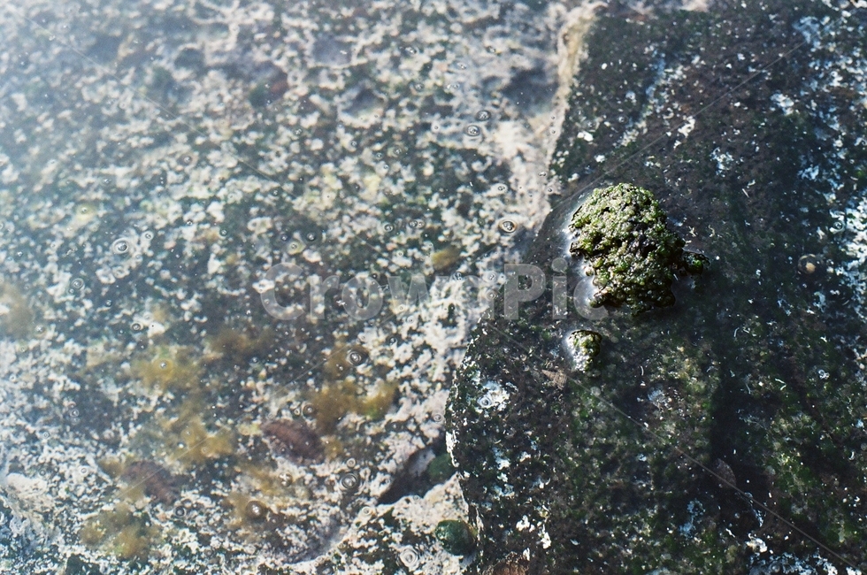 바다,이끼,식물,돌,바위,해초,moss,green,korea