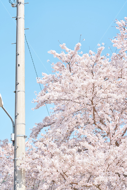 봄,벚꽃,flower,blossom,spring,skyblue,풍경,하늘,청량,포근,맑음,체리블라썸,나무,pink