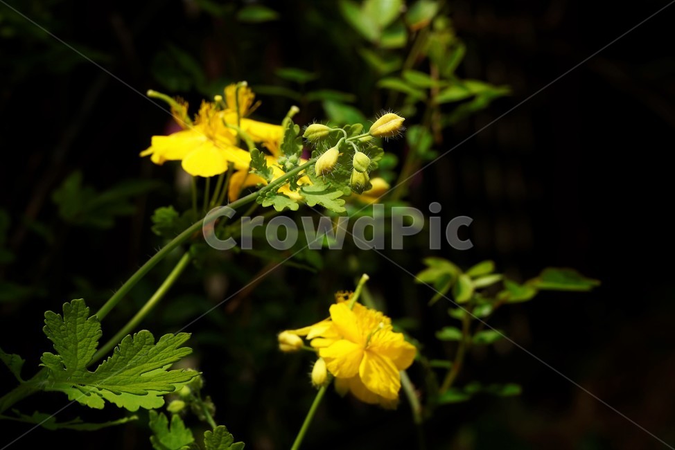 애기똥풀,celandine,노랑,꽃,봄,식물,자연,솜털,downy,flower,bloom