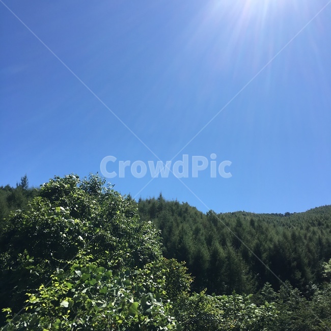 tree,나무,plant,식물,강원도,아비,아웃도어,등산,산,한국자연관광,한국자연풍경,풍경,관광,자연관광,자연풍경,계절,가을,봄,여름,맑음,하늘,구름,자연,풍경,nature,landscape