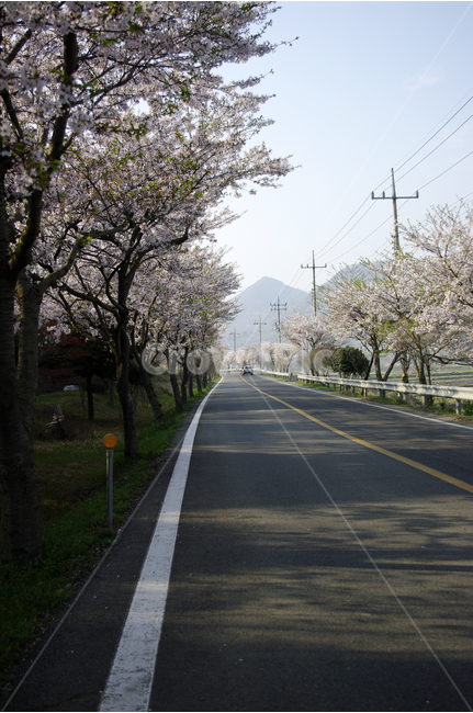 벚꽃,벚꽃길,꽃,봄,봄날,봄풍경,봄꽃,감성,spring,flower,분홍색,진도,남해,island,봄길,산책,봄나들이,봄,계절,spring,season,자연,풍경,nature,landscape,교통,교통수단,traffic,transportation,road,도로,asphalt,아스팔트,highway,고속도로,freeway,고속 도로