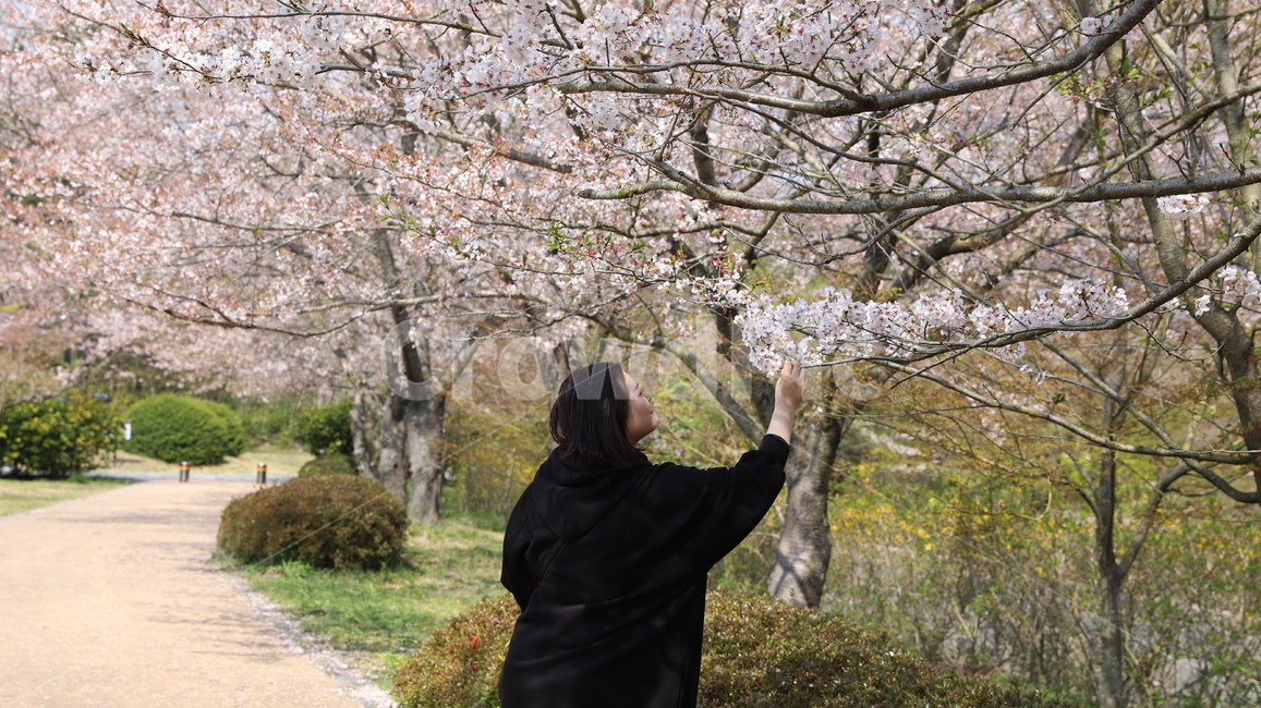 벗꽃,4월,왕인박사유적지,분홍색,분홍색꽃,꽃,봄,계절,spring,season,사람,인물,인간,human,person,여성,여자,woman,female,lady,plant,식물