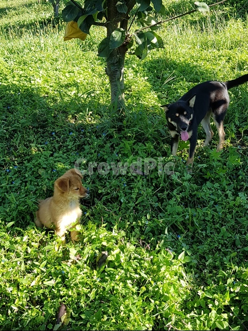 강아지,시골개,반려동물,dog,휴식,기다림,과수원,풀밭,배나무,동물,animal,포유류,mammal,개,강아지,dog,doggy