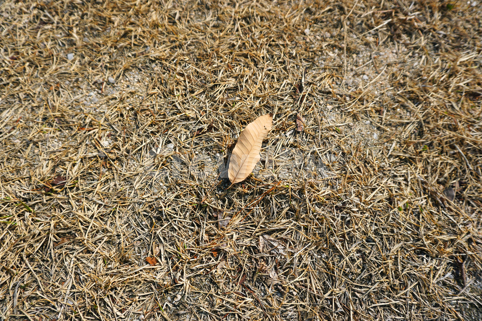 나뭇잎,바닥,잔디,나무잎,잎,leaf,잎사귀,가을,계절,fall,autumn,season,ground