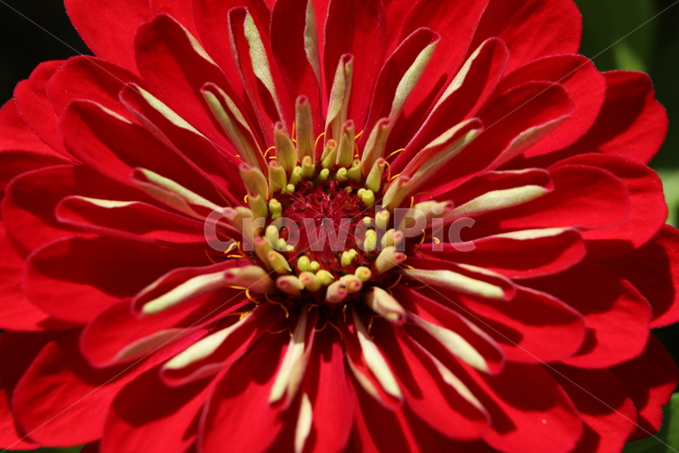 백일홍,빨강,노랑,그리움,수다,가을,식물,자연,plants,nature,꽃,flower