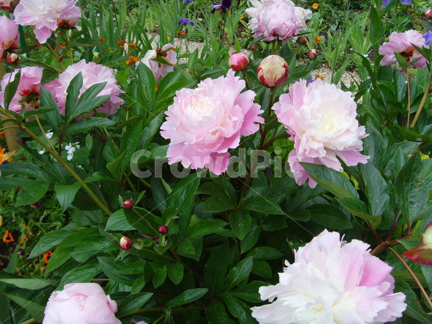 plant,식물,blossom,peony,모란,flower,꽃