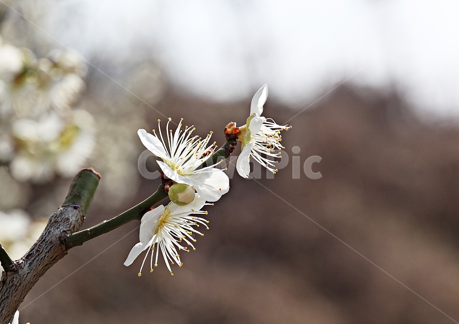 매화꽃,매화,꽃,나무,자연,배경,봄,계절,spring,season,식물,자연,plants,nature,꽃,flower,plant
