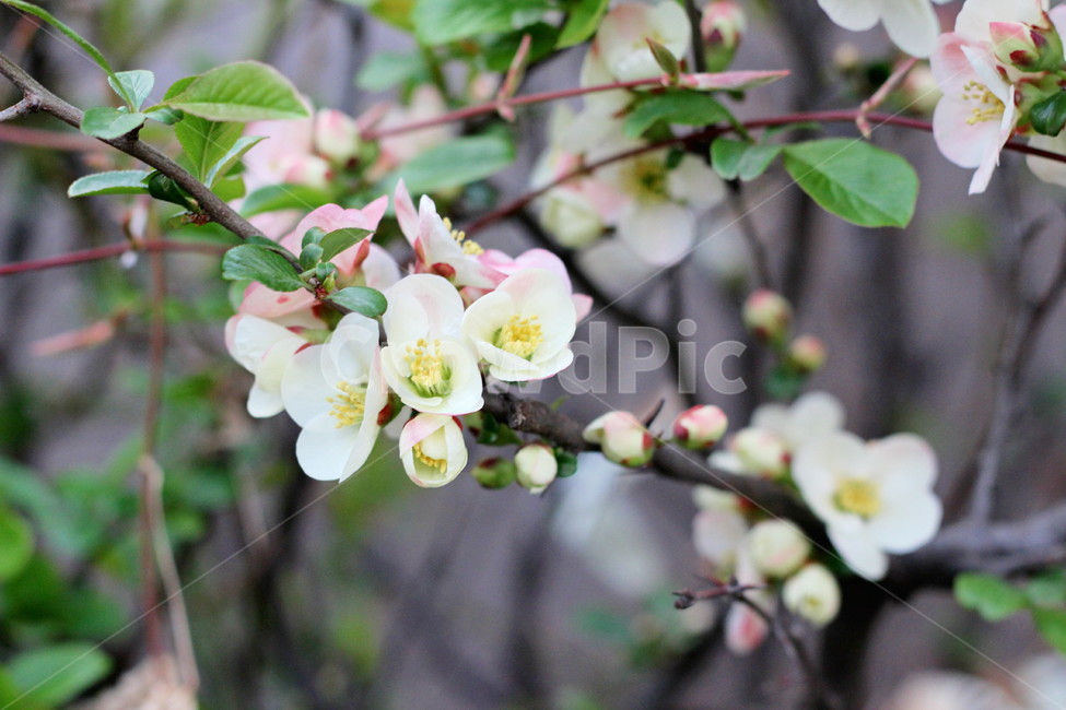 4월,봄꽃,명자꽃,하얀꽃,꽃