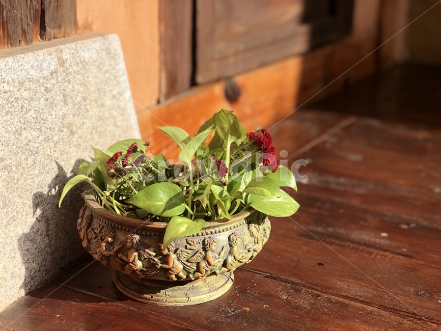 plant,식물,한옥,한옥주택,햇살,마루,마루바닥,주초석,가을햇살,화분,꽃,한옥문,툇마루,식물,자연,plants,nature,꽃,flower