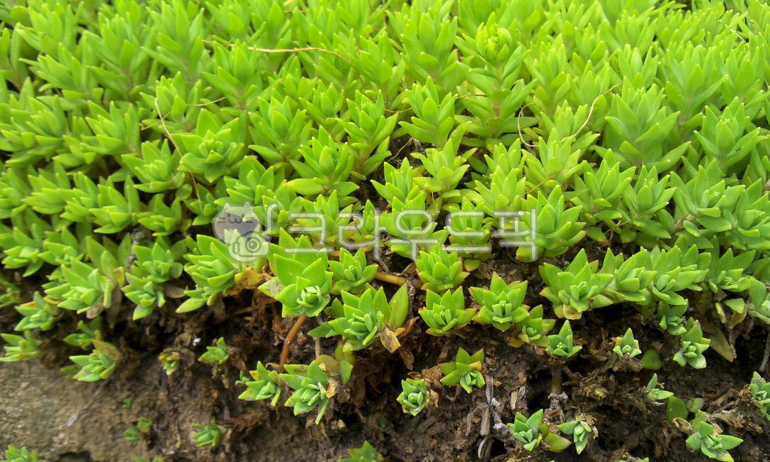 돗나물,나물,돗나물재배,농작물,채소