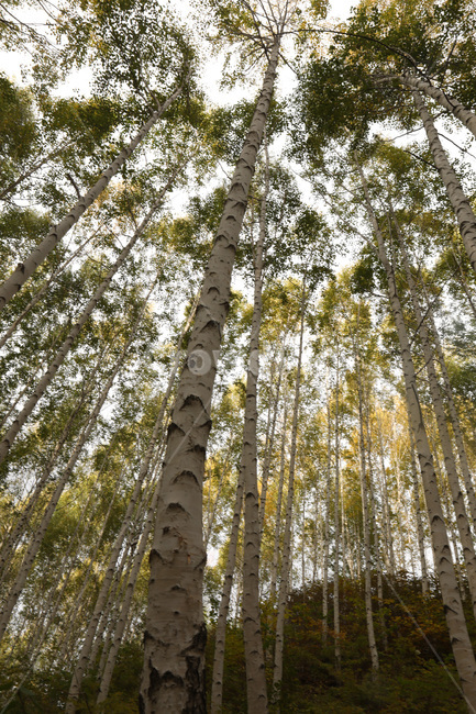 초록,산,나무,경치,자연,가을,계절,fall,autumn,season,자연,풍경,nature,landscape,식물,plants,tree,plant