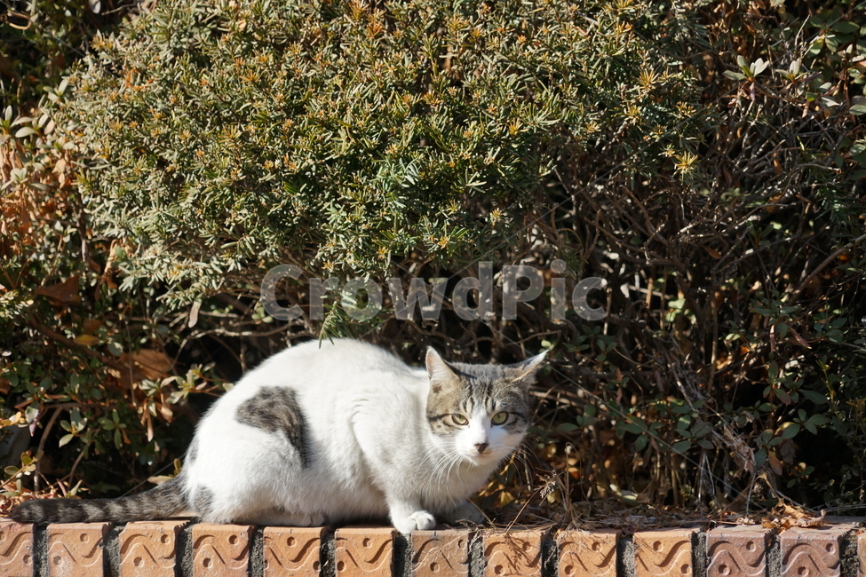 고양이,동물,포유류,길냥이,cat,animal,pet,동물,animal,포유류,mammal,고양이,cat,kitten,kitty
