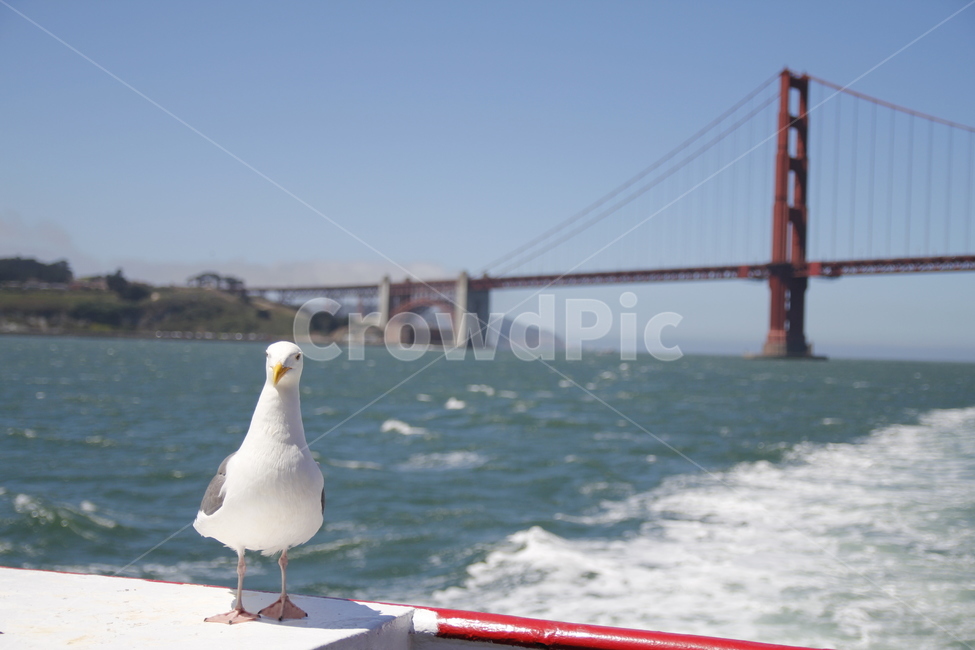 GoldenGateBridge,금문교,샌프란시스코,SanFrancisco,미국,동물,animal,조류,새,birds