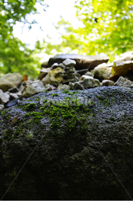 초록,이끼,바위,식물,자연,자연,풍경,nature,landscape,plant,moss