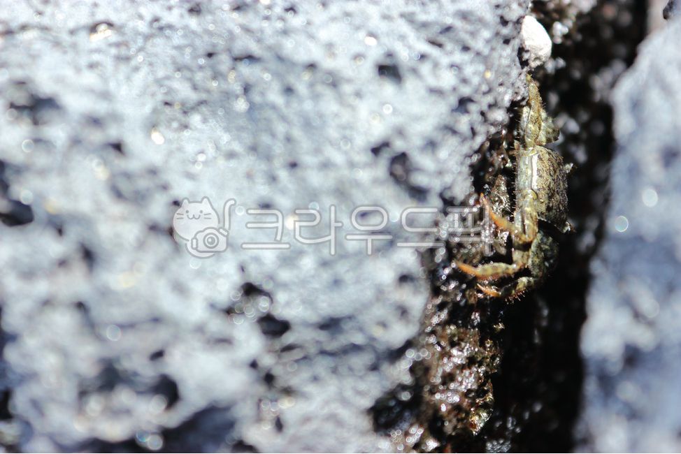 네이처,animal,매크로,야생동물,갈색,돌,바위,내추럴,게,갑각류,어패류,해산물,참게,농게,바닷게,갯게,현무암,바닷가,해안가,서식지,해변,갯바위,살아있는,생명,생태계,자연,그림자,생물,해양생물,집게다리,게눈