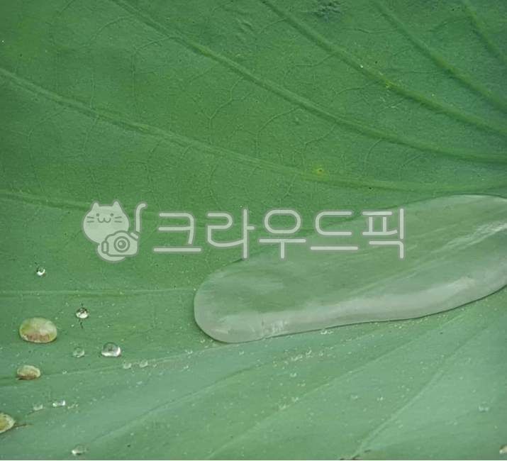 연잎, 식물, 잎, 비오느날의수채화, plant, 사진,이미지,일러스트,캘리그라피 - 뿜드림이작가