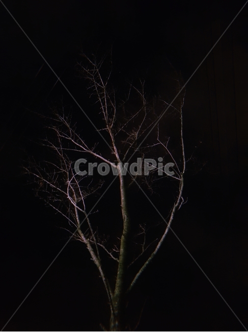 나무,어둠,밤,자연,nature,tree,dark,black,night,나무,trees,wood