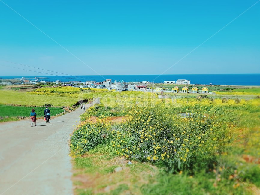 제주도,우도,유채꽃,하늘,바다,하늘색,수평선,시골,마을,풍경,노랑,노랑색,파랑색,사람,인간,계절,꽃,남쪽,대한민국,도시,섬,봄,실외,아름다움,자연,컬러풀,한국