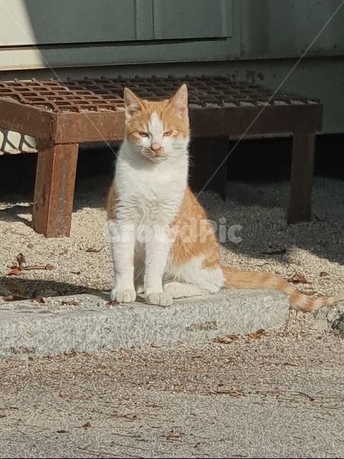 pet,cat,동물,고양이,애완동물,동물,animal,포유류,mammal,고양이,cat,kitten,kitty