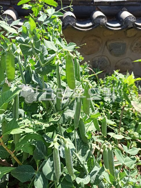 Pea cultivation,Pea farming,garden,crops,pea