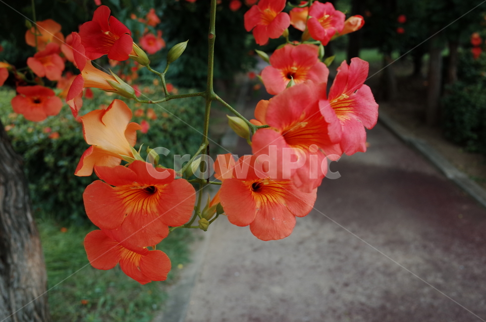 꽃,flower,해당화,봄,spring,식물,자연,plants,nature,꽃,flower