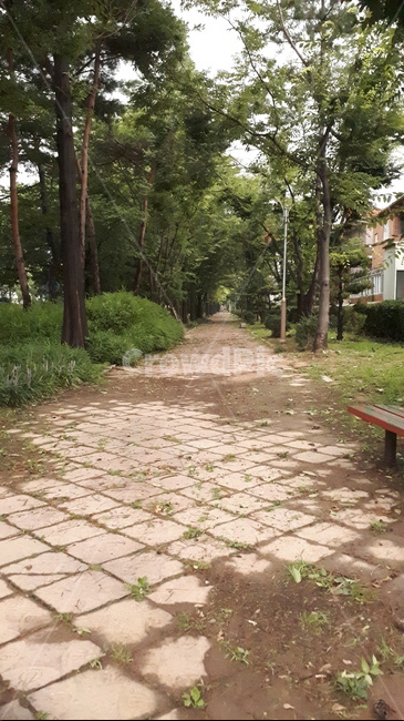 오후,보도블럭,인도,가로수길,그늘길,그늘,나무,흙,흐림