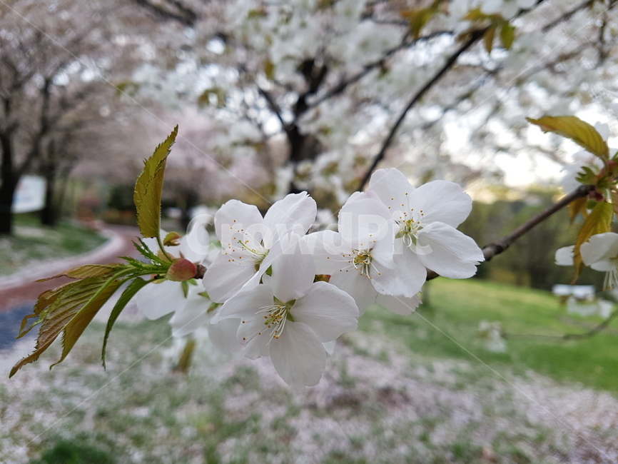 봄,봄꽃,하얀색,하얀꽃,단아함,식물,자연,plants,nature,꽃,flower