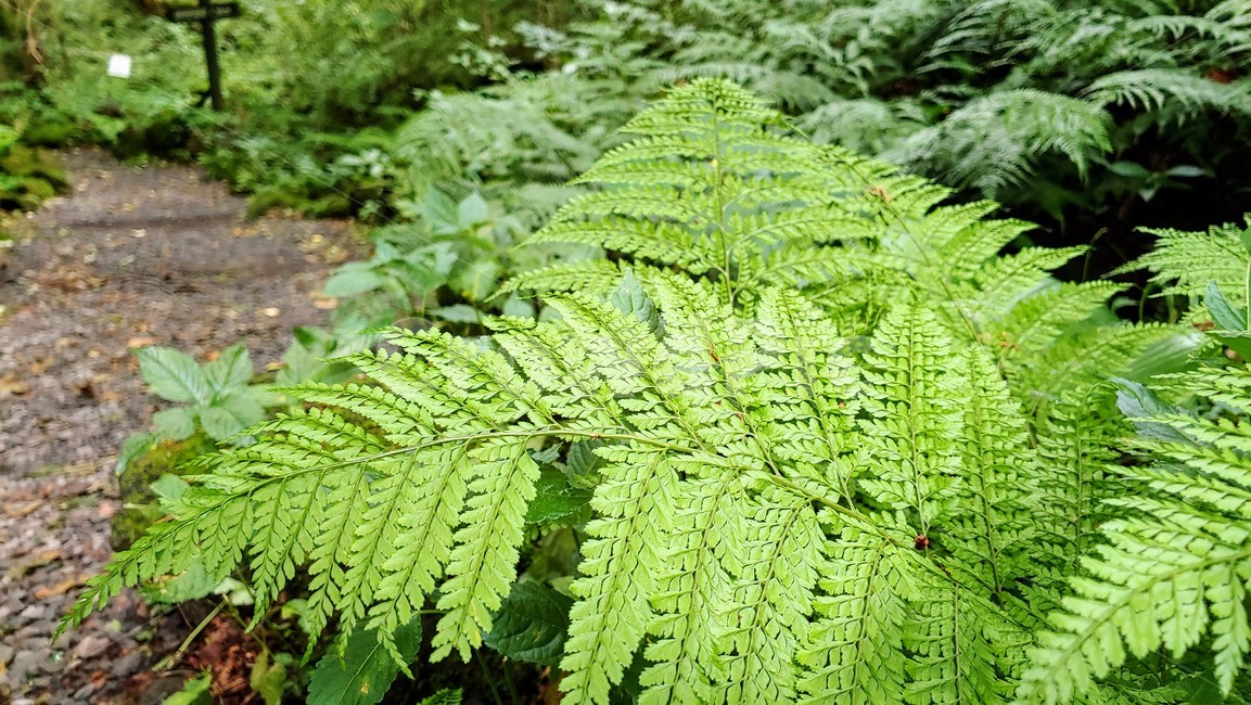 제주도,제주숲,곶자왈,제주원시림,제주화산암,jejuforest,nature,green,jejuforestlandscape,tree,forest,자연,제주도자연