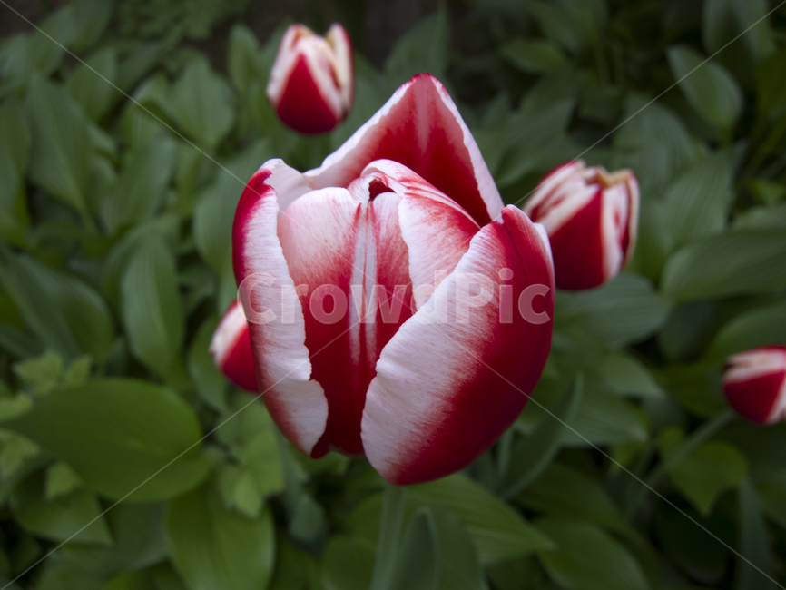 꽃,플라워,flower,채색,color,식물,자연,plants,nature,꽃,flower