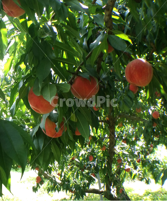 plant,식물,fruit,복숭아,과일