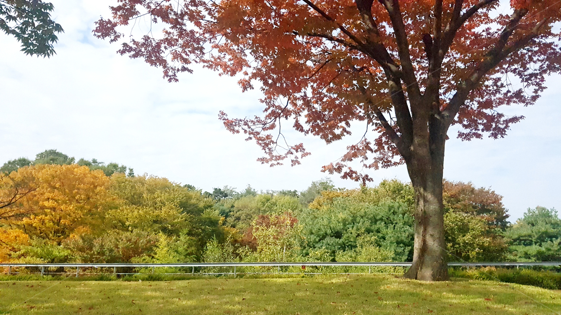 나무,식물,plant,tree,단풍나무,가을,차분함,색감,계절,산,평온,잔디,단풍,season,낙엽,감성