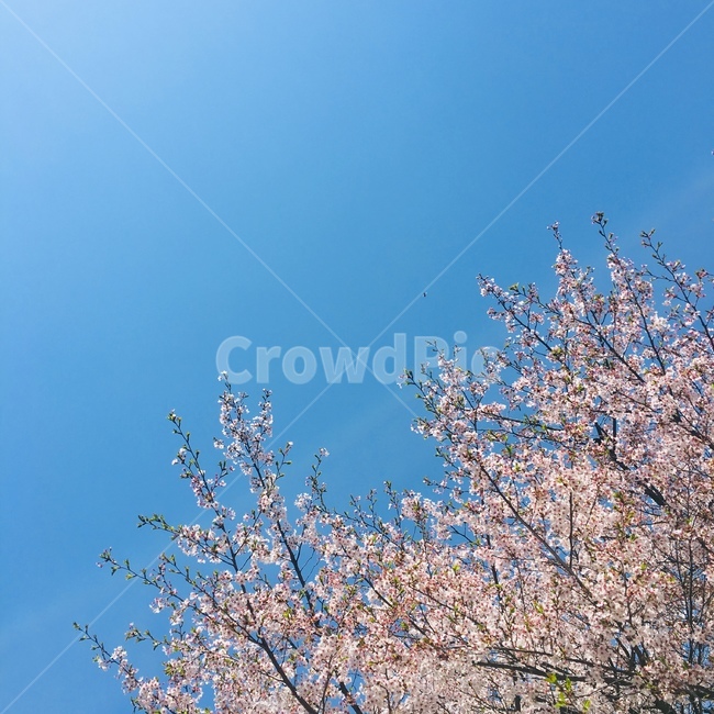 벚꽃,벚꽃축제,sky,분홍벚꽃,pink,봄,spring,싱그러움,파란하늘,fresh