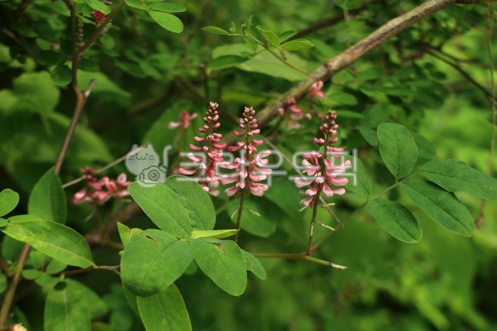 식물,꽃,plant,flower,큰낭아초,식물,자연,plants,nature,꽃,flower
