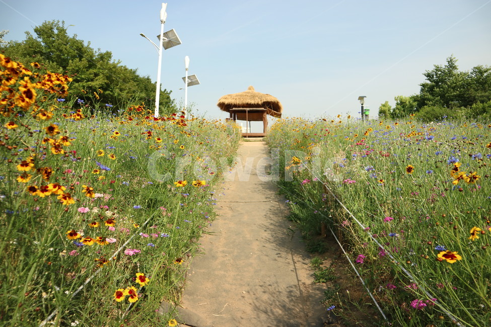 올림픽공원,들꽃마루,풍경,산책,길,공원,꽃,자연,풍경,nature,landscape,한국자연풍경,한국자연경관,korea nature landscape,식물,plants,꽃,flower,plant,outdoors,옥외