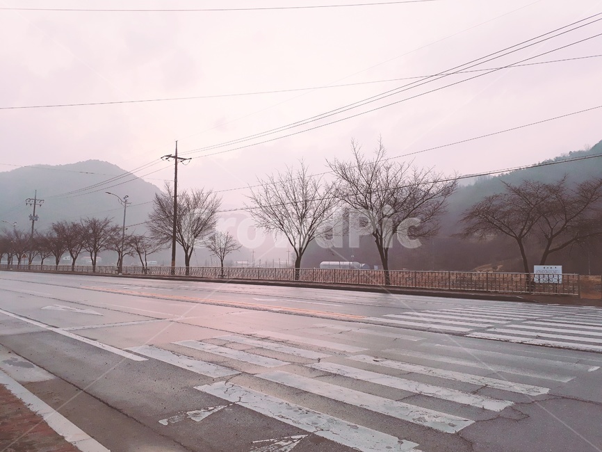 횡단보도,나무,새벽,필터,차도,자연,풍경,nature,landscape,road,도로,asphalt,아스팔트