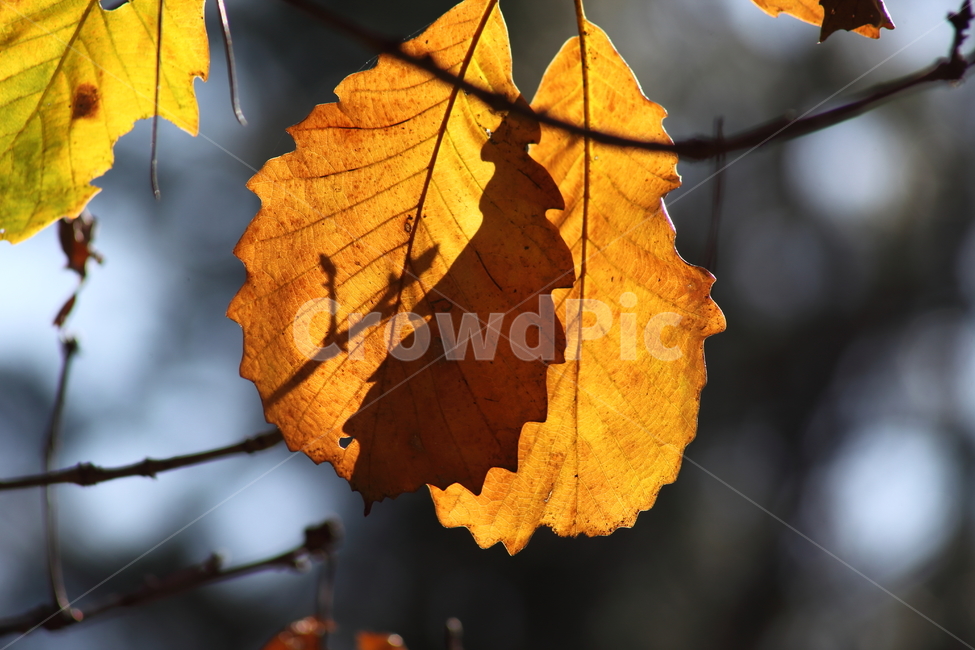 단풍,잎,식물,가을,redleaves,가을,계절,fall,autumn,season,식물,자연,plants,nature,veins,정맥,plant,leaf