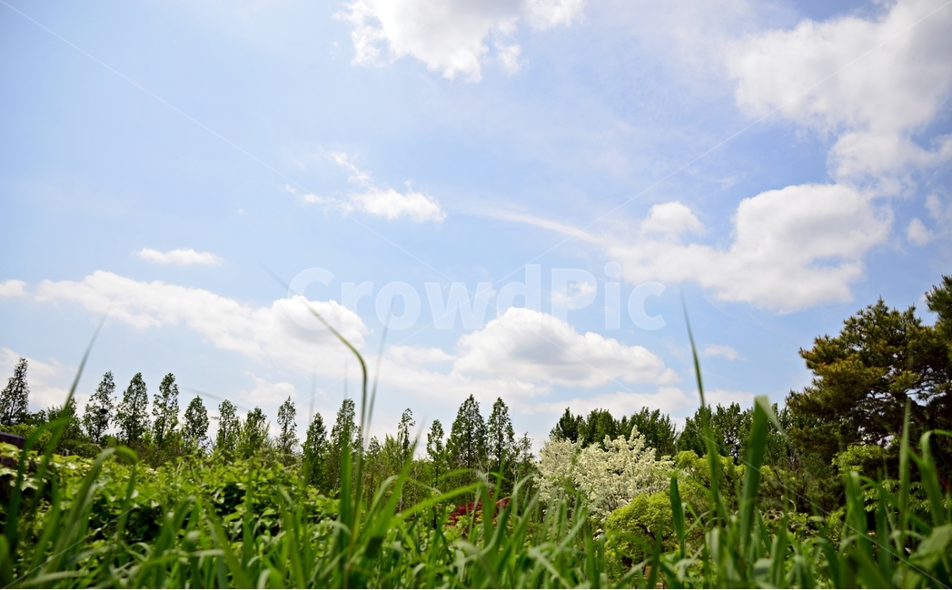 하늘,스카이라인,숲,풍경,구름,자연,풀,공원,감성사진,자연,풍경,nature,landscape,식물,plants,꽃,flower,plant,grass,잔디,outdoors,옥외