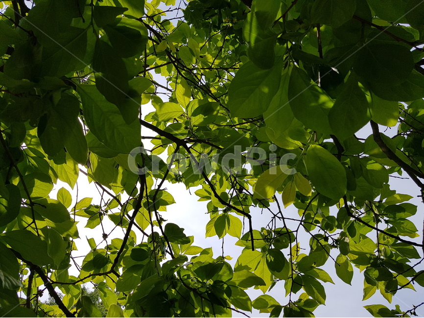 감나무잎,햇빛,자연,나무,녹색,연두색,잎사귀,잎,식물,자연,plants,nature